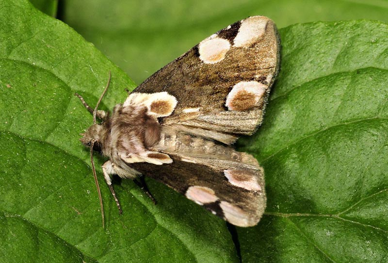 due belle Drepanidae: Thyatira batis e Habrosyne pyritoides